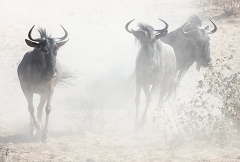 Blue wildebbeest in the dust